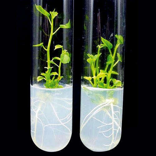 Plant Tissue Culture Global Events Usa Europe